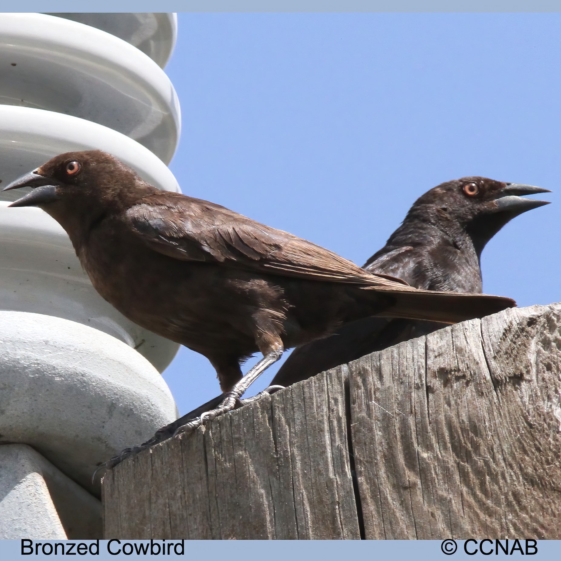Birds of North America