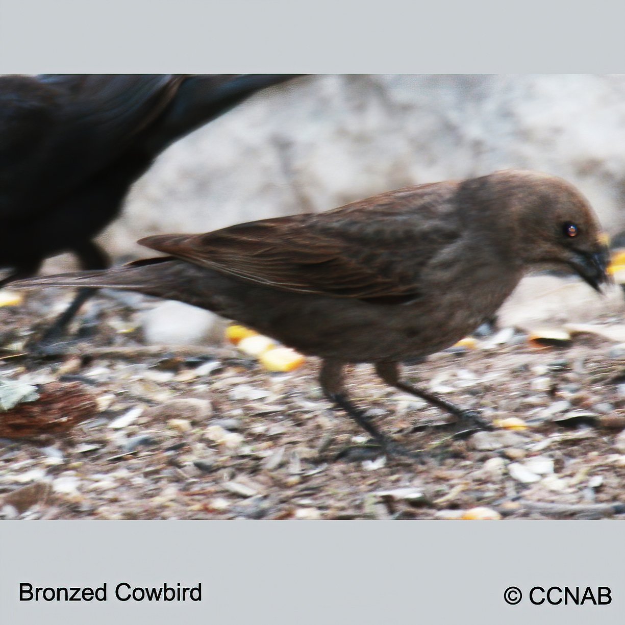Birds of North America