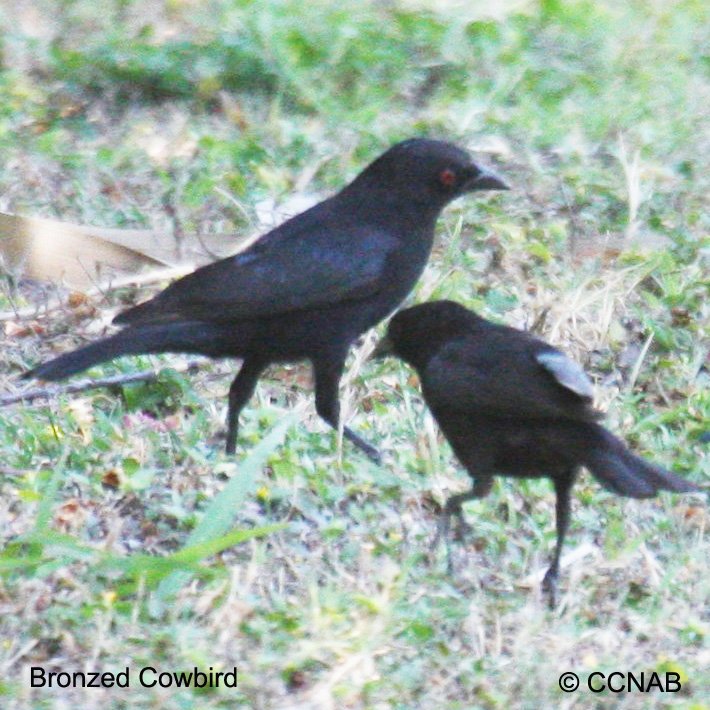Birds of North America