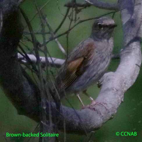 Birds of North America