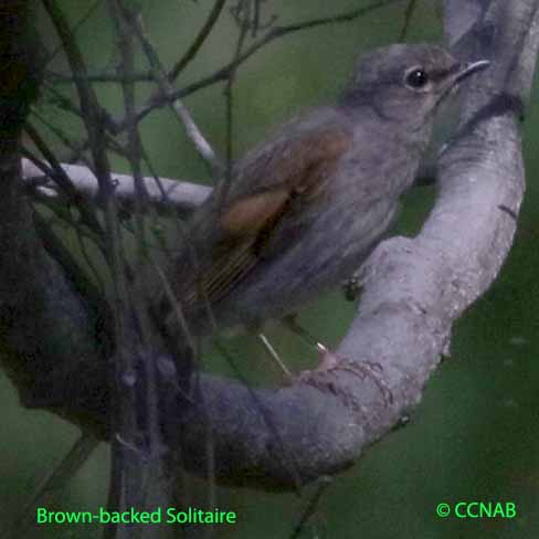 Brown-backed Solitaire