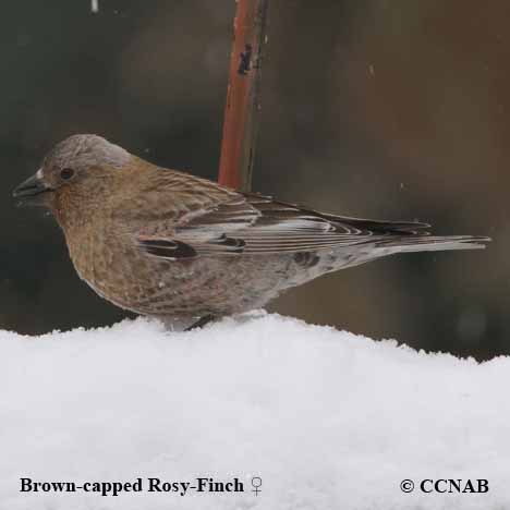 Birds of North America