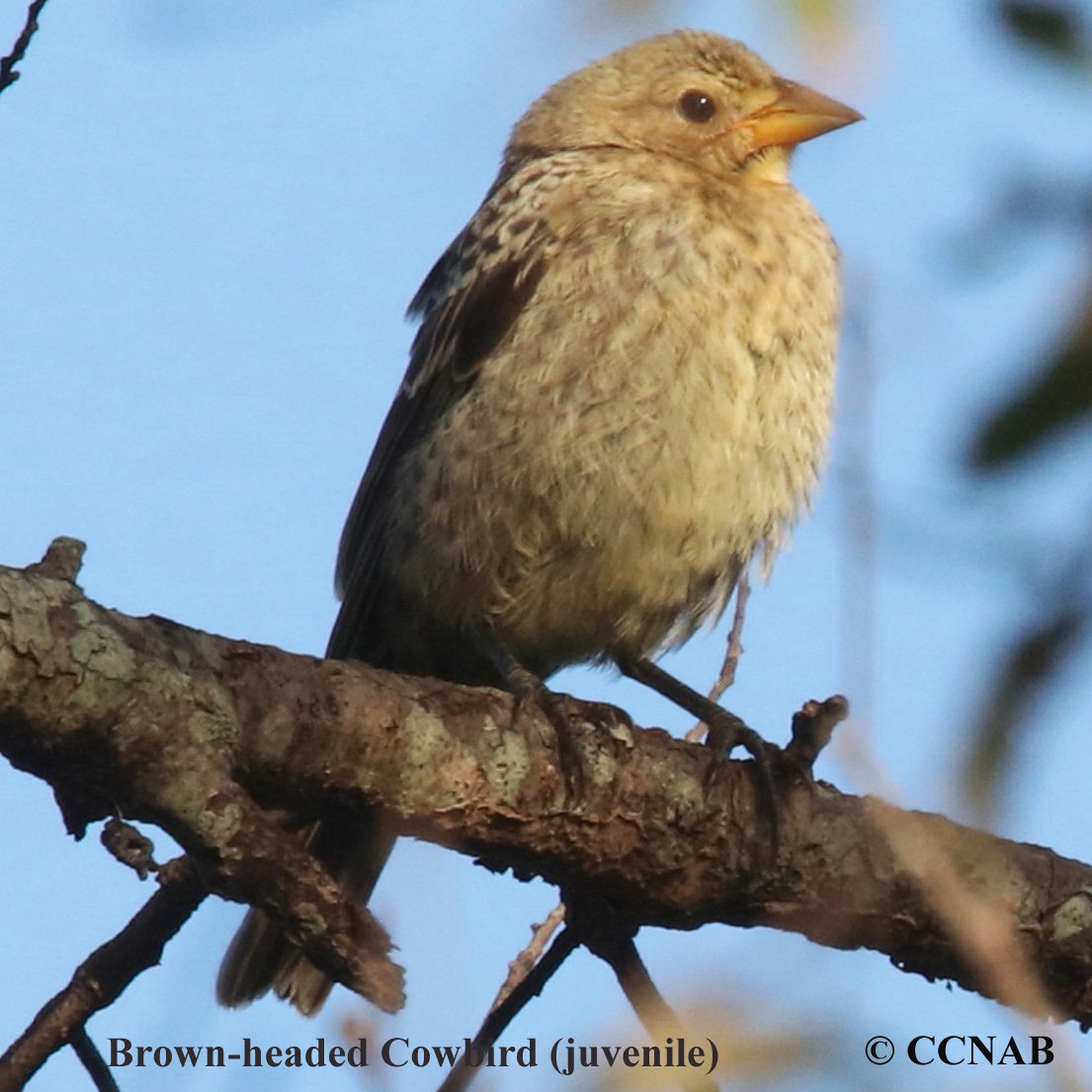Birds of North America