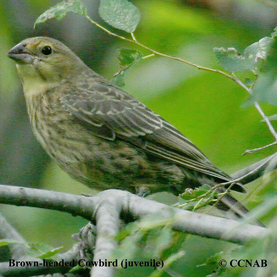 Birds of North America