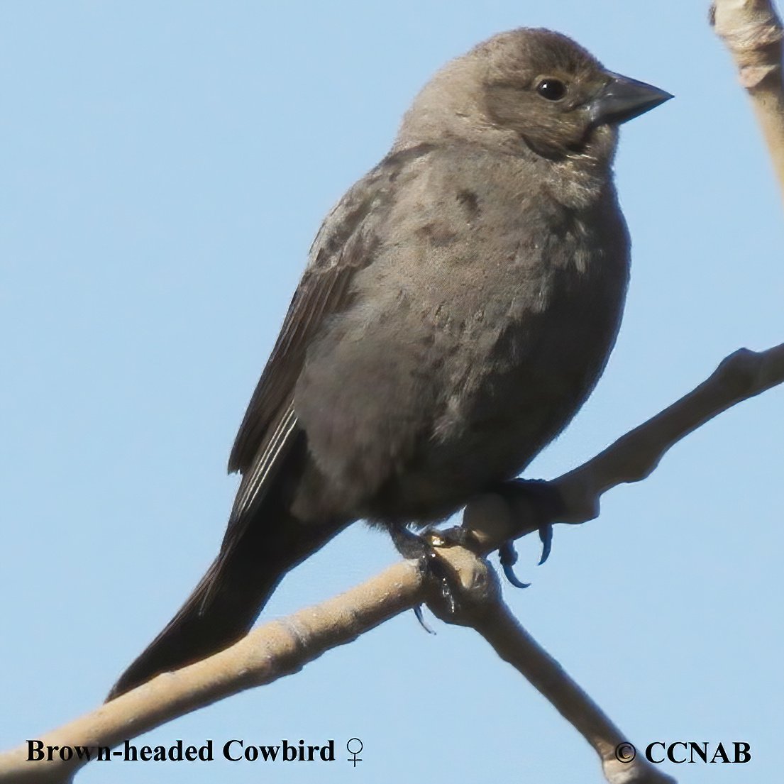 North American Cowbirds