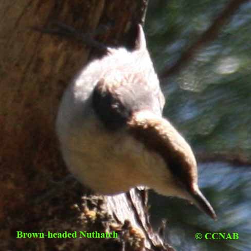 Birds of North America