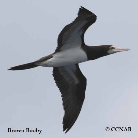 Birds of North America