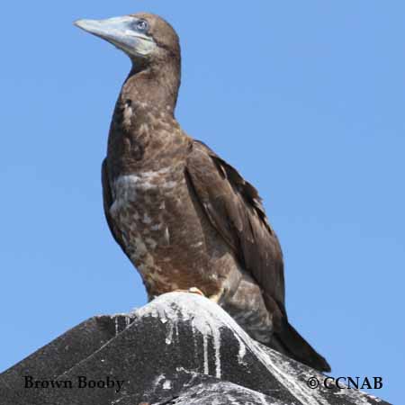 Birds of North America