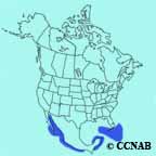 Brown Booby range map