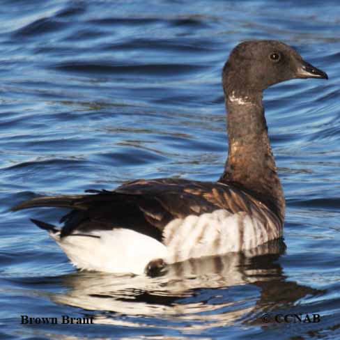 Brown Brant