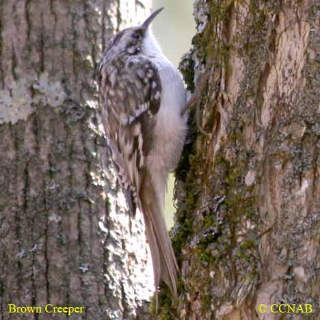 Birds of North America