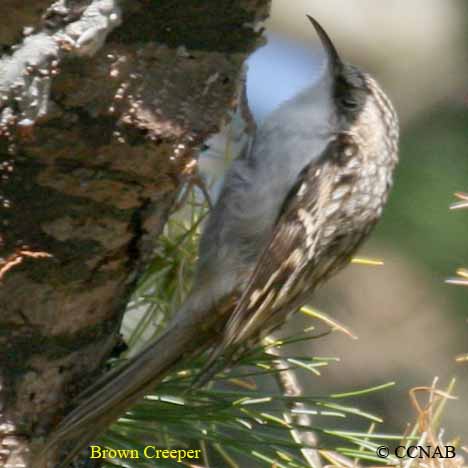 Birds of North America