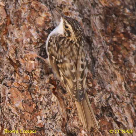 Birds of North America