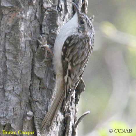 Birds of North America