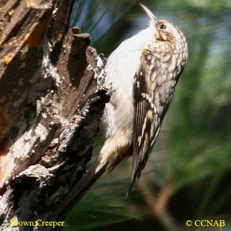 Brown Creeper