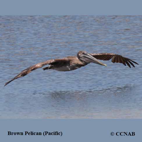 Birds of North America