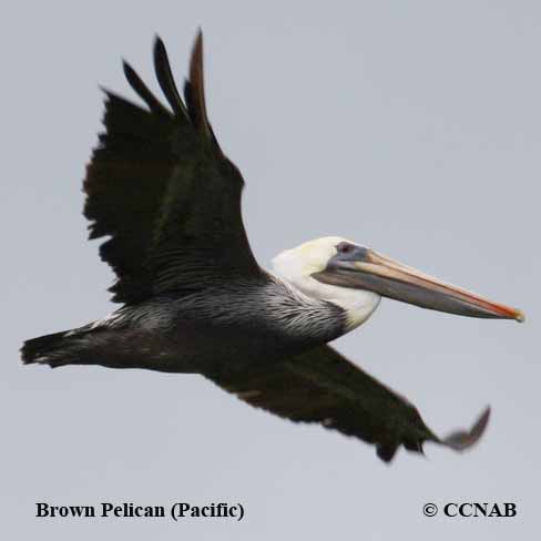 Birds of North America