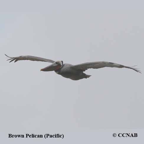Birds of North America
