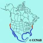 Brown Pelican range map
