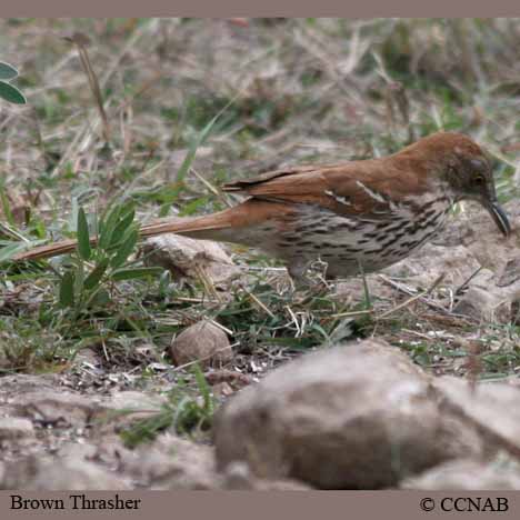 North American Thrashers
