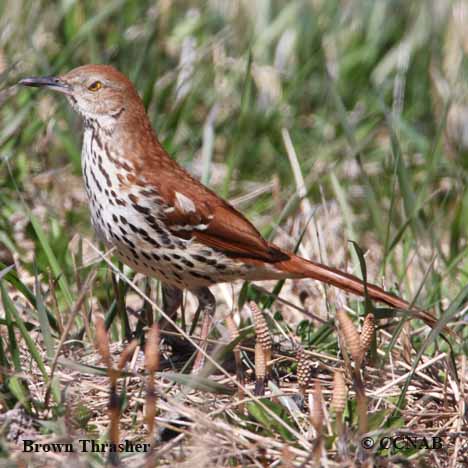 Brown Thrasher