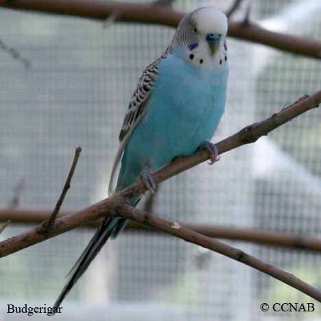 Budgerigar