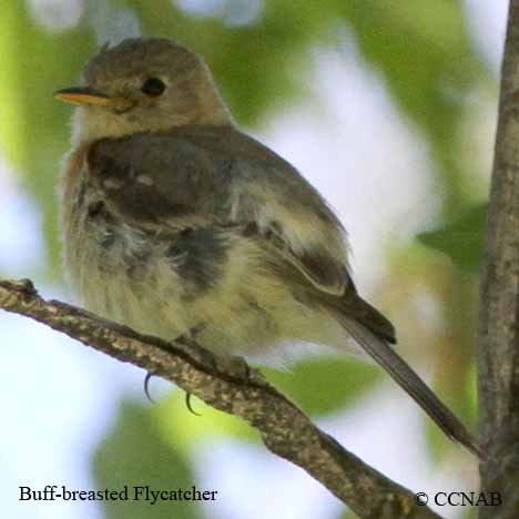 Birds of North America