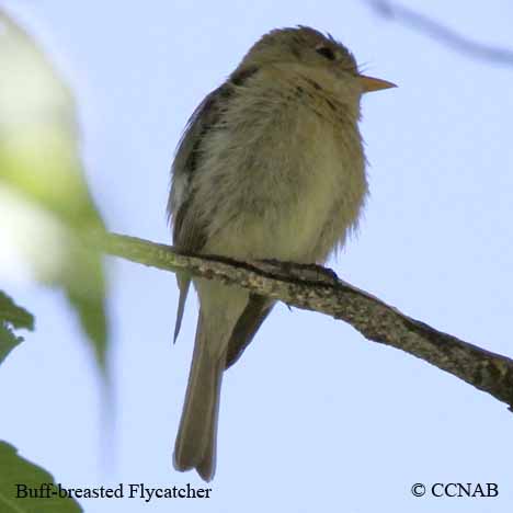 Birds of North America