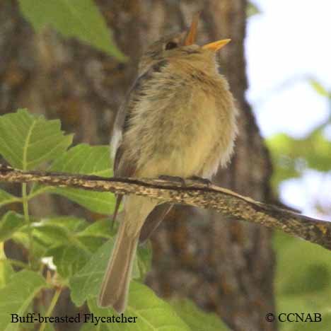 Birds of North America
