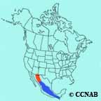 Buff-breasted Flycatcher range map