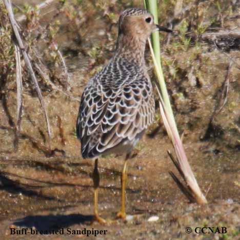 Birds of North America