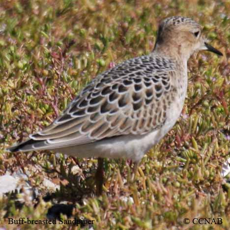 Birds of North America