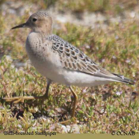 Buff-breasted Sandpiper