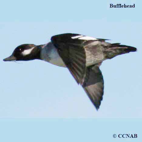Birds of North America