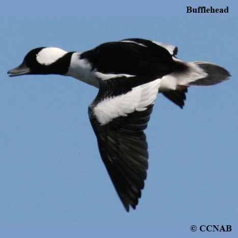 Birds of North America