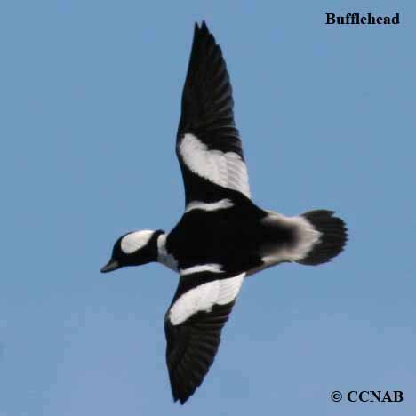 Birds of North America