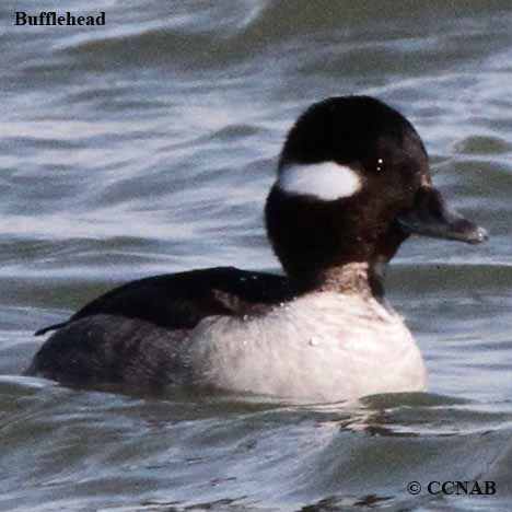 Birds of North America