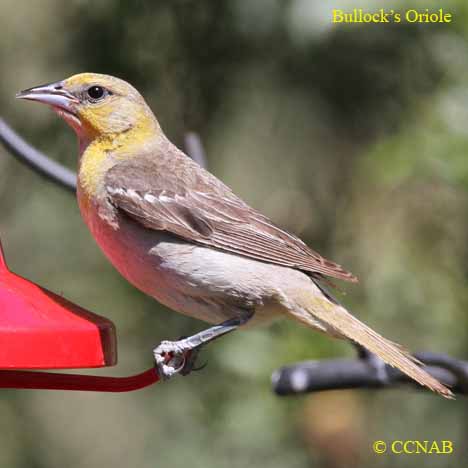 Birds of North America
