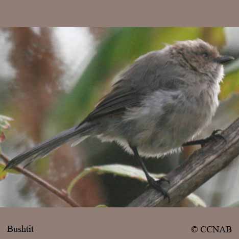 bushtits