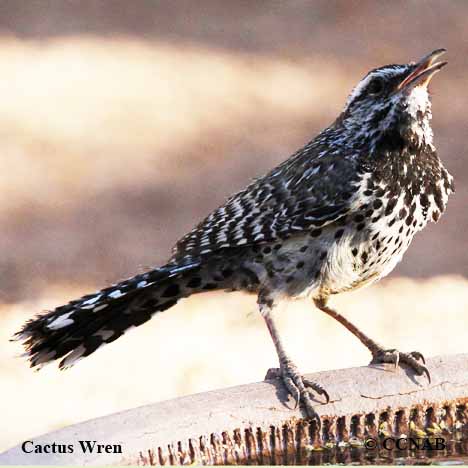 Birds of North America