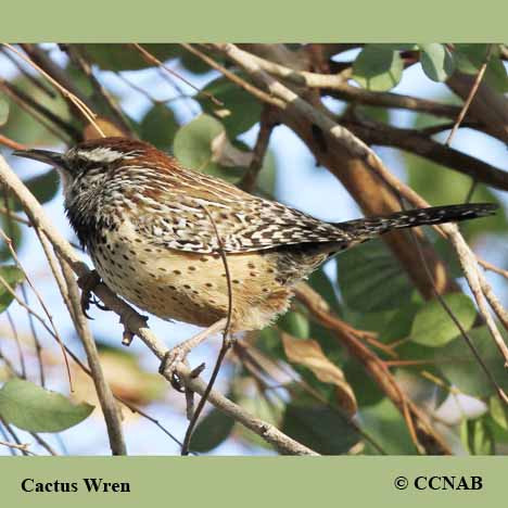 Birds of North America