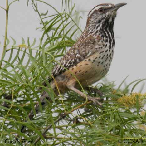 Birds of North America