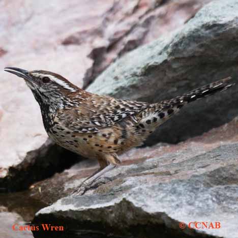 Birds of North America