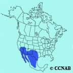 Cactus Wren range map