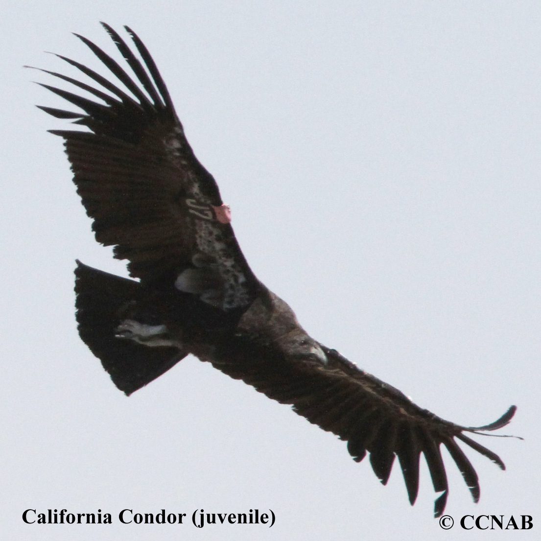 Birds of North America