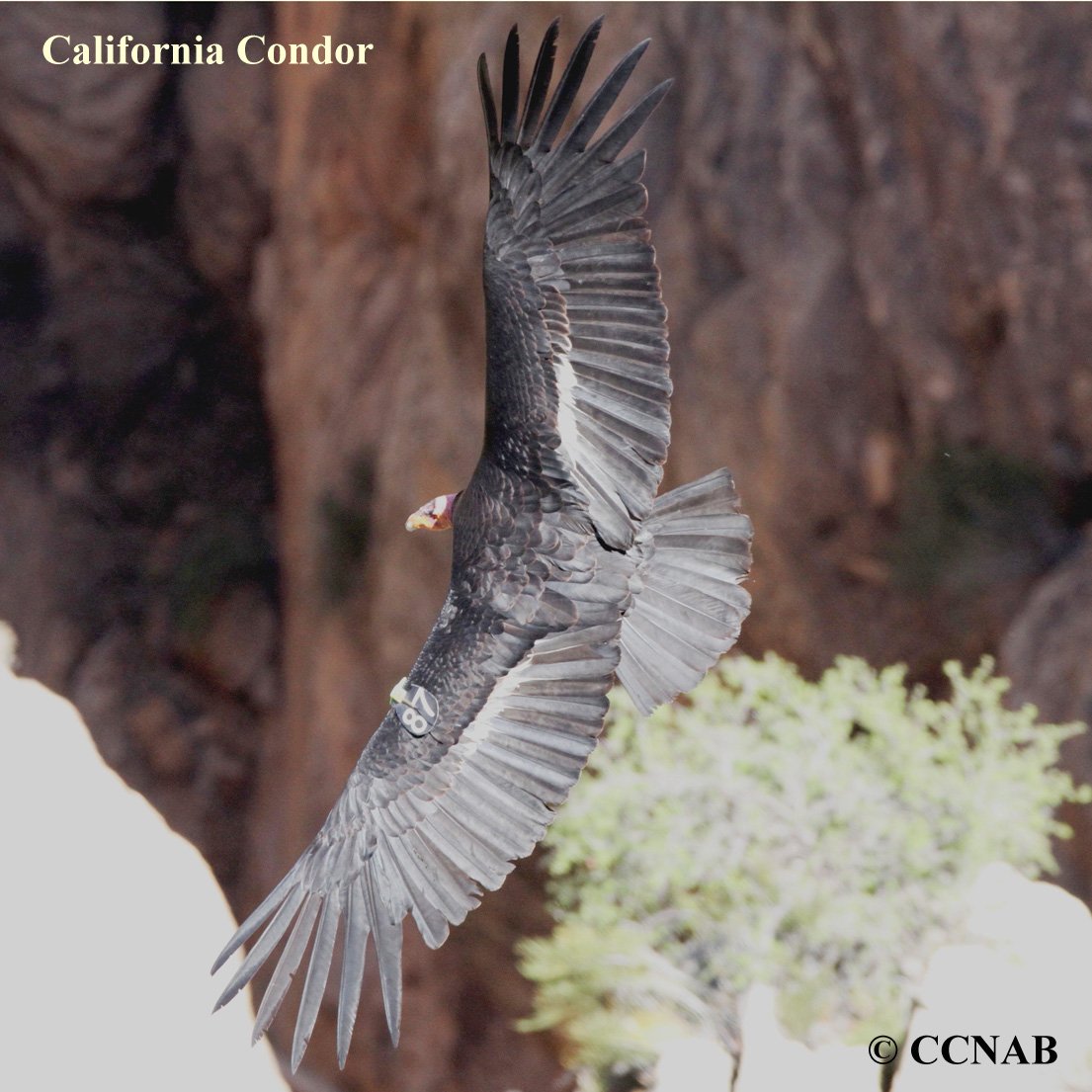 Birds of North America