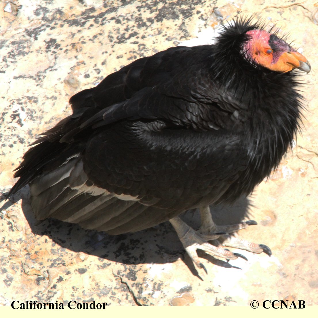 Birds of North America