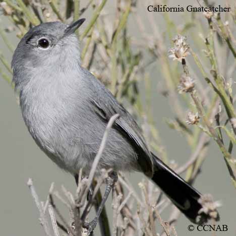 Birds of North America
