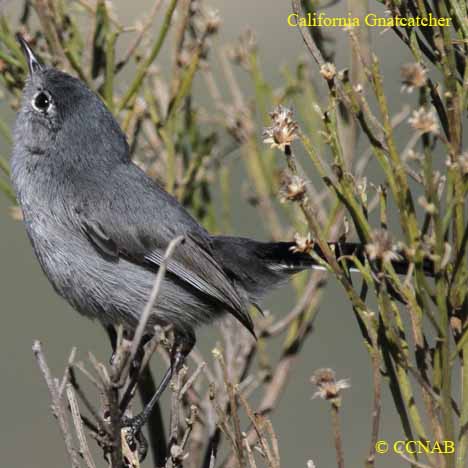 Birds of North America