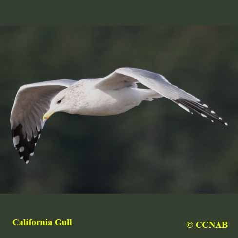 Birds of North America